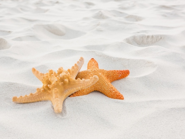 Две морские звезды на белом песке