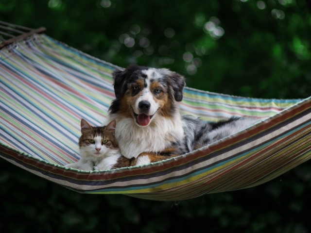 Собака и кот лежат в гамаке 