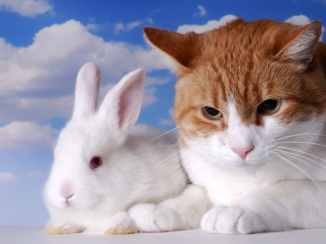 Хмурый рыжий кот и белый декоративный кролик на фоне неба
