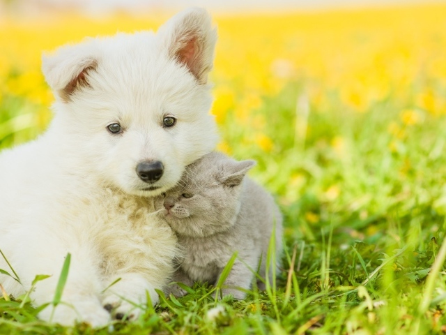 Маленький белый щенок с серым котенком на траве 