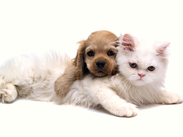 Белый кот с щенком на белом фоне