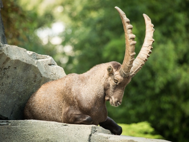 Горный козел с большими рогами лежит на камне