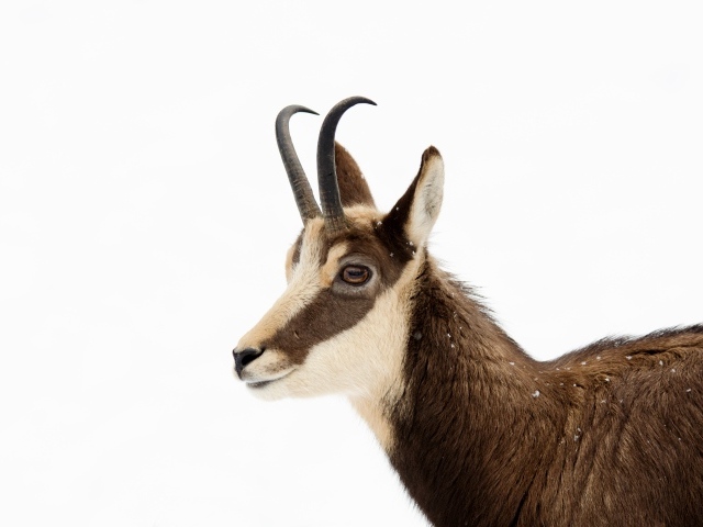 Антилопа на белом фоне