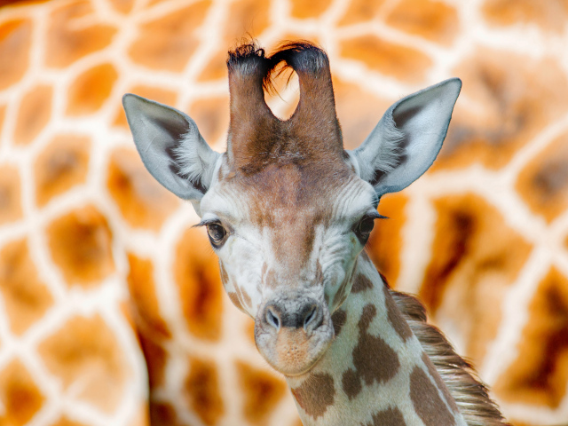 Морда жирафа крупным планом 