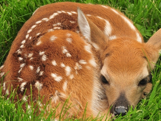 Маленький олененок лежит в зеленой траве