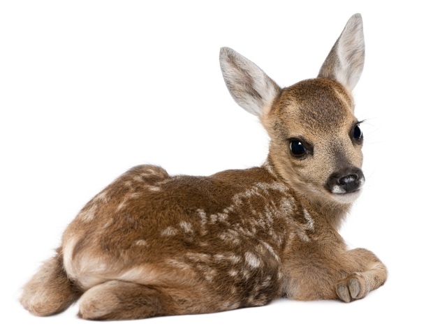 Маленький олененок на белом фоне