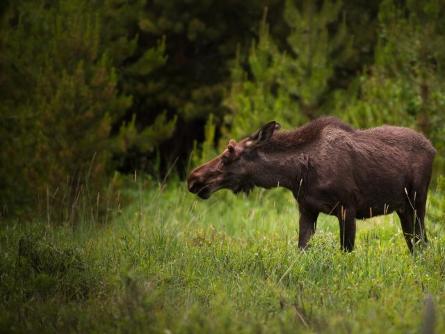 Большой лось пасется на зеленой траве