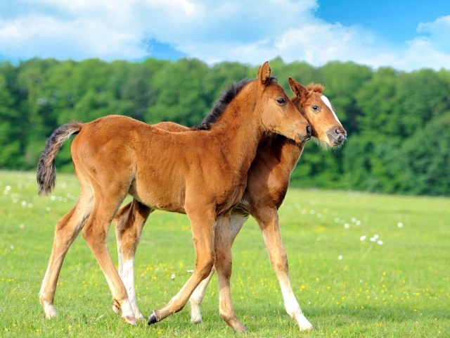 Два осла гуляют по полю 