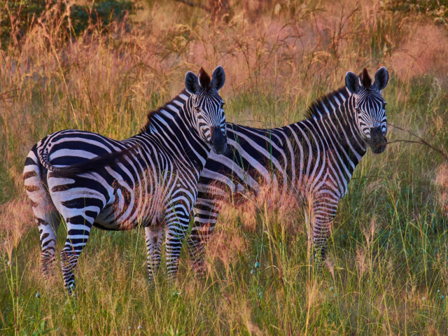 Две полосатые зебры в траве