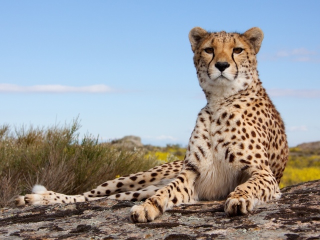 Красивый леопард лежит на камне под голубым небом 