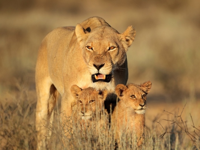 Большая львица с двумя маленькими львятами идет по сухой траве