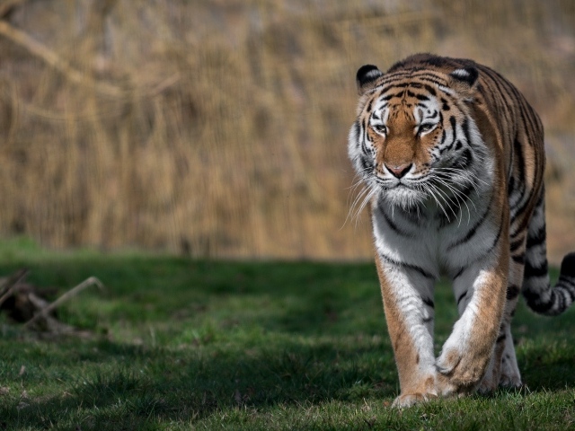 Большой грозный тигр идет по зеленой траве 