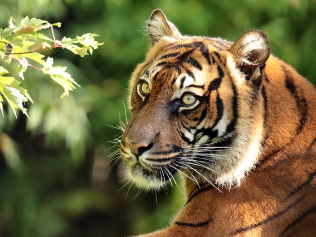 Большой полосатый тигр у ветки дерева