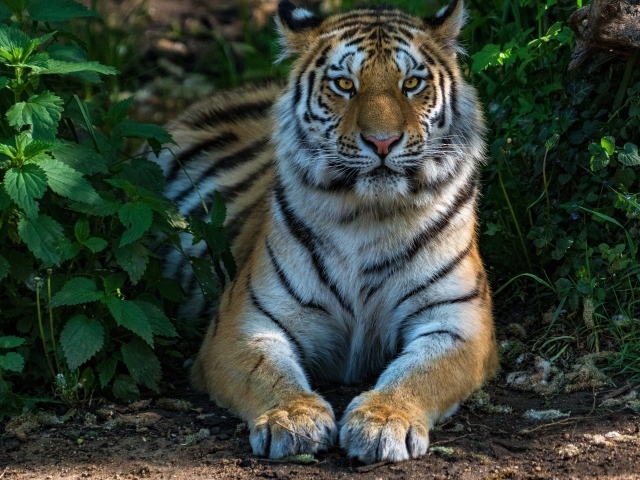 Большой полосатый тигр лежит в зеленых зарослях