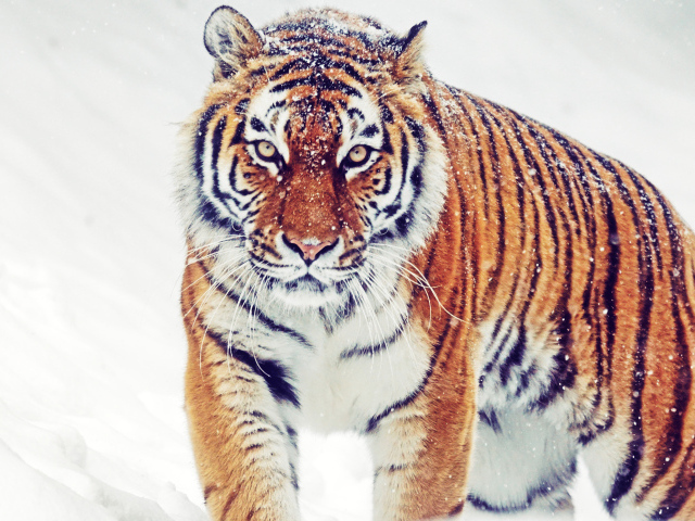 Большой полосатый тигр идет по снегу зимой