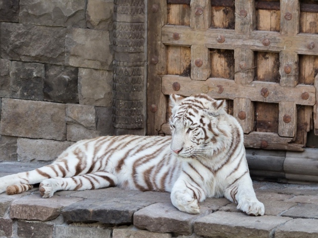 Большой белый тигр лежит в зоопарке