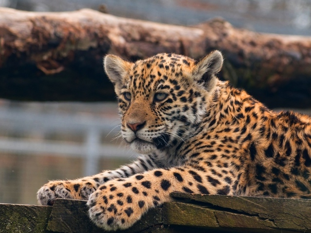 Маленький леопард лежит  досках