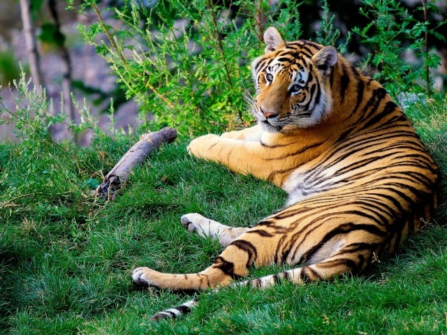 Тигр, протянувшийся на зеленой траве, поднимает голову, чтобы посмотреть на камеру
