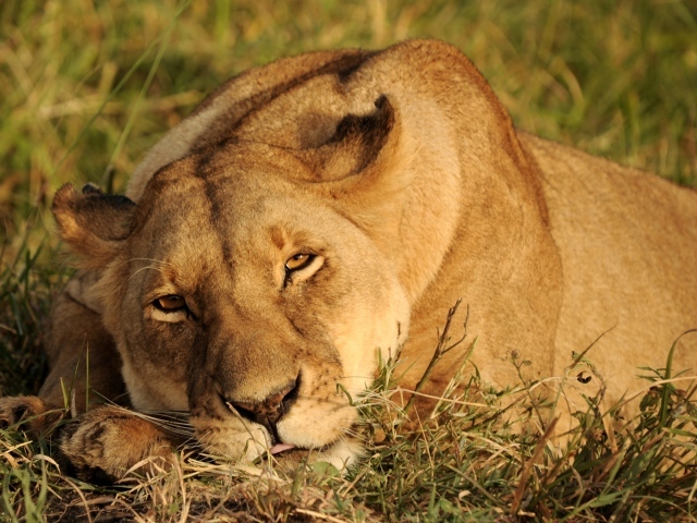 Большая львица спит на зеленой траве