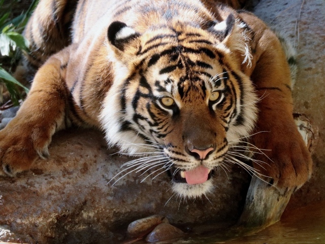 Большой тигр у водопоя