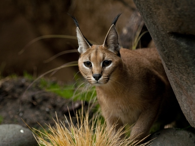 Каракал прячется за деревом