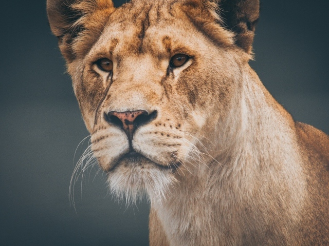 Морда большой серьезной львицы крупным планом