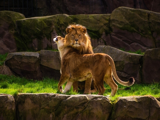Грациозные лев и львица в зоопарке
