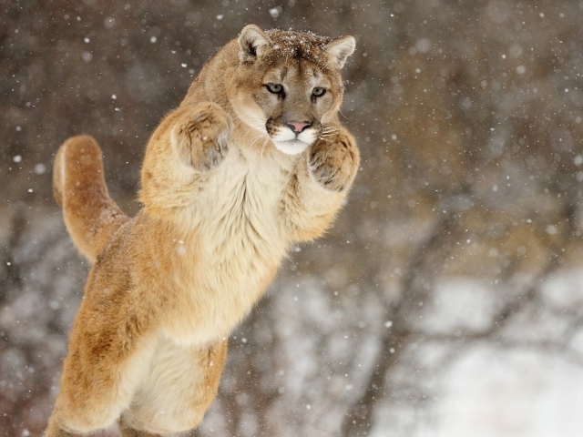 Прыжок большой пумы зимой