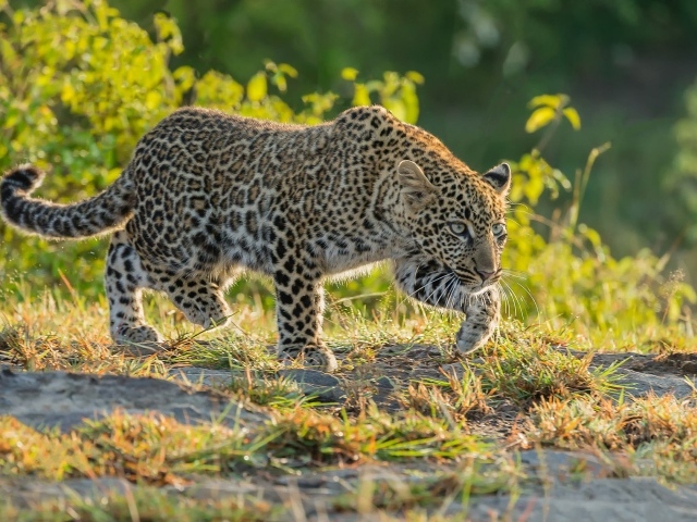 Леопард крадется по траве