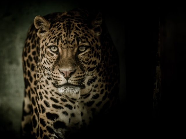 Взгляд пятнистого леопарда