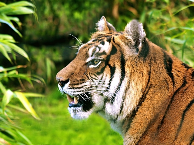 Морда полосатого тигра с открытой пастью