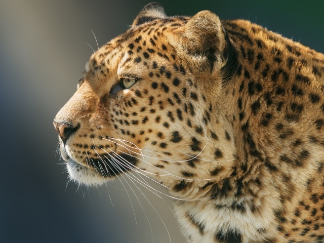 Морда ягуара вид сбоку 