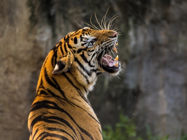 Грозный оскал большого полосатого тигра 