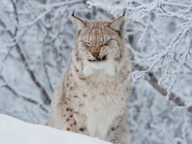 Грозная рысь на фоне покрытых инеем веток зимой 