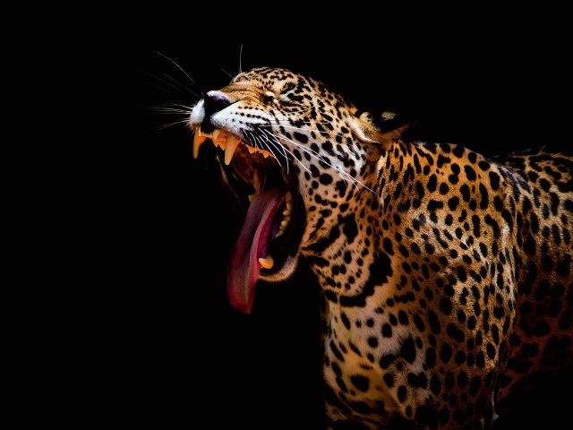 Большой леопард зевает на черном фоне