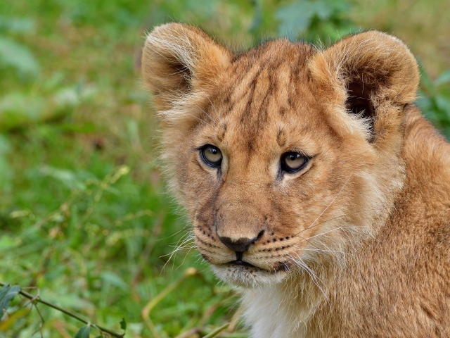 Взгляд маленького львенка