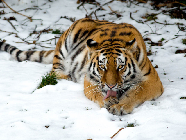 Тигр лижет лапу лежа на снегу