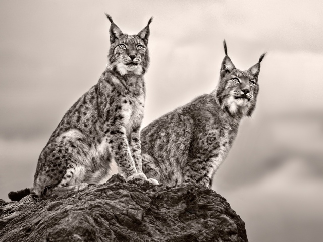 Две рыси сидят на камне