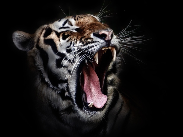Зевающий тигр на черном фоне
