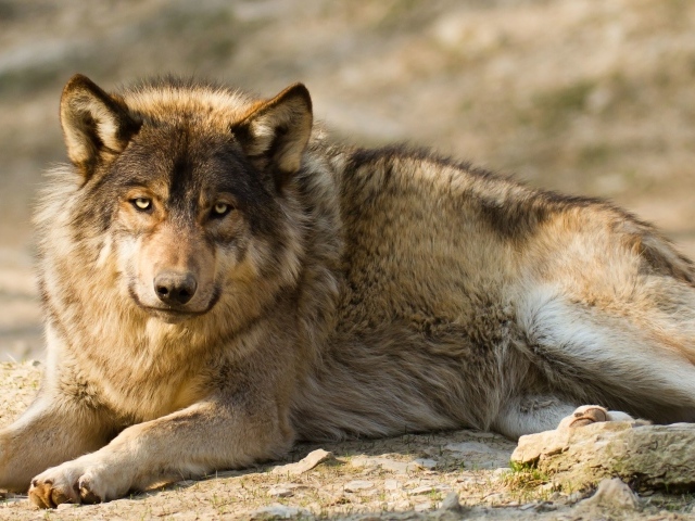 Грустный серый волк лежит на земле