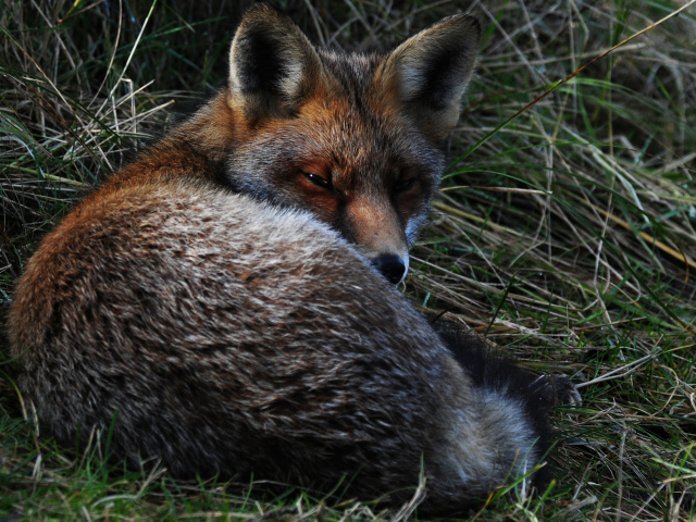 Большая лиса спит в траве