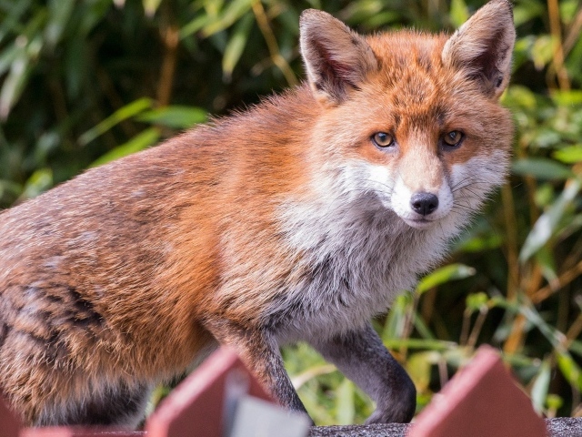 Хитрая хищная рыжая лиса крупным планом