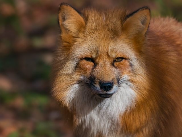 Морда хитрой рыжей лисицы крупным планом