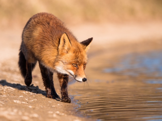 Рыжая лиса у воды