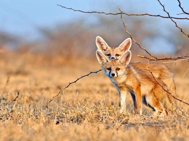 Две лисы фенек на сухой траве 