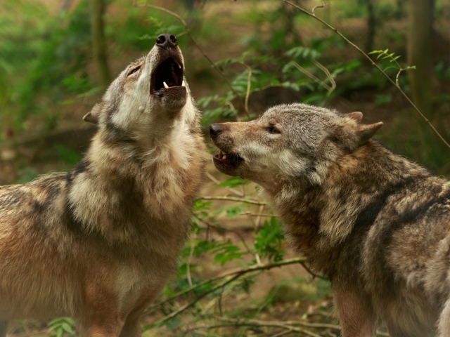 Два серых волка воют в лесу