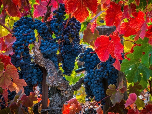 Красивые грозди синего винограда среди красных листьев