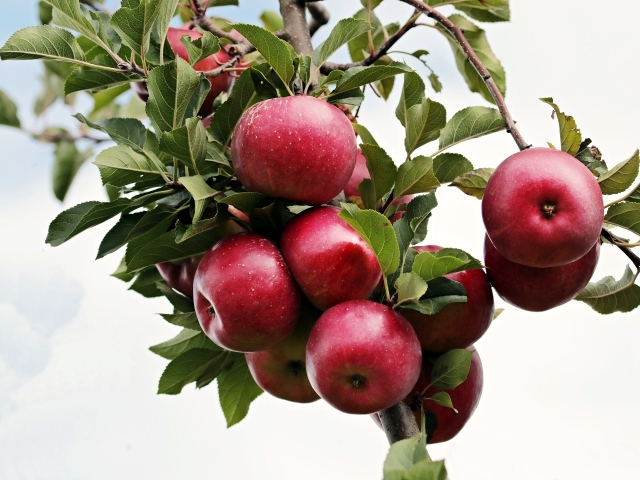 Красивые красные яблоки на ветке