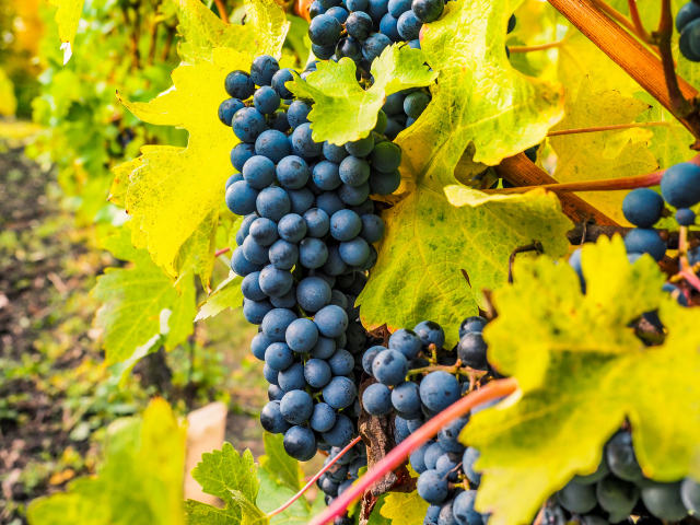 Гроздья синего винограда крупным планом