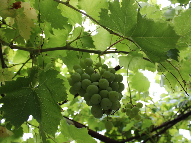 Зеленый виноград на лозе среди листьев